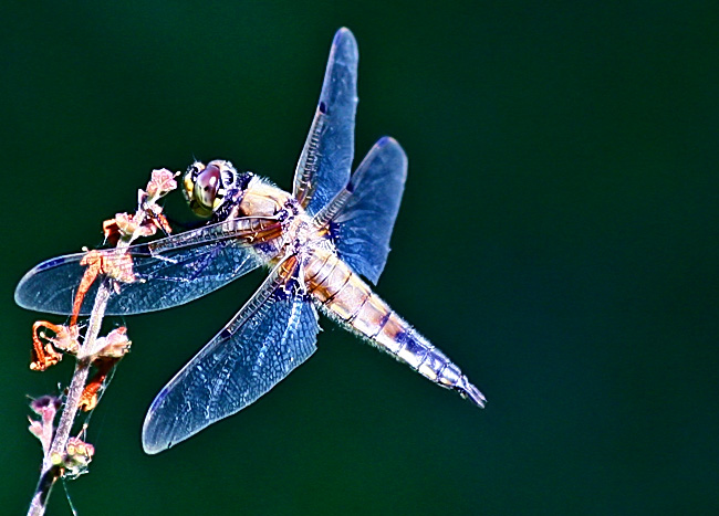 Dragonfly 3