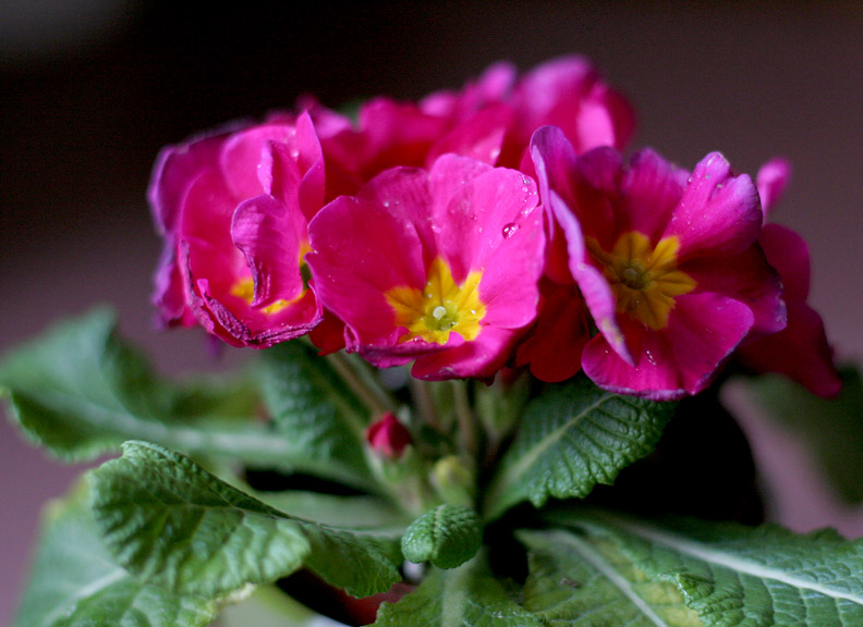 Pink primroses *