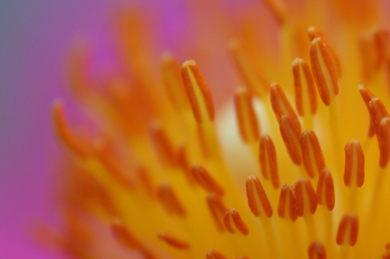 Floral Close Up*