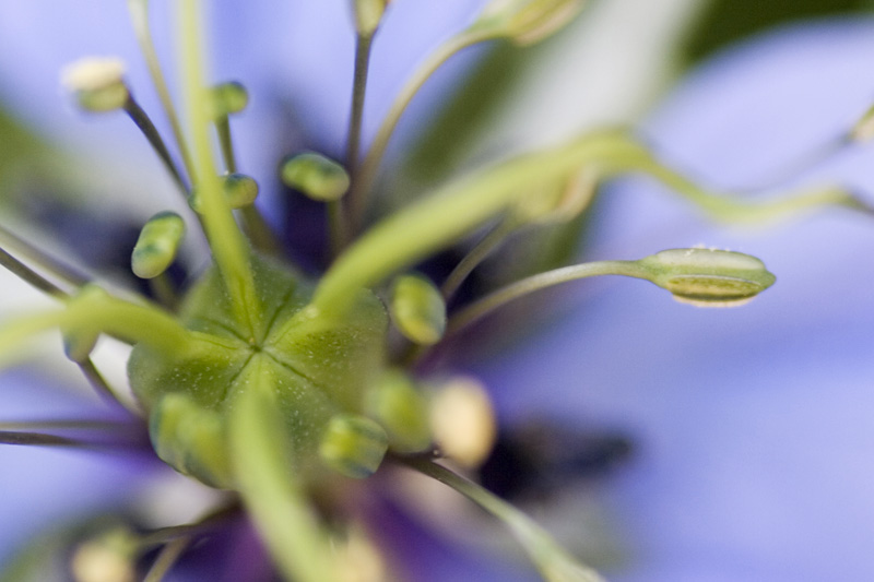 Love in a mist*