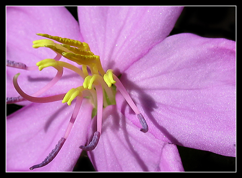 purple*