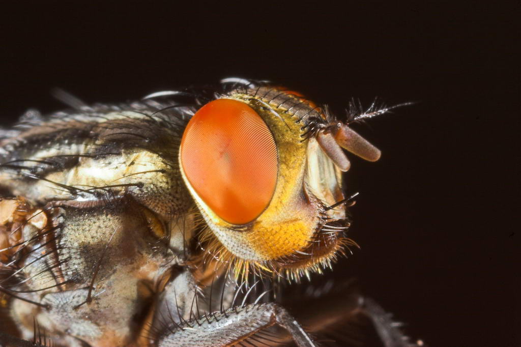fly *