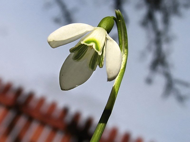 Sign of Spring*