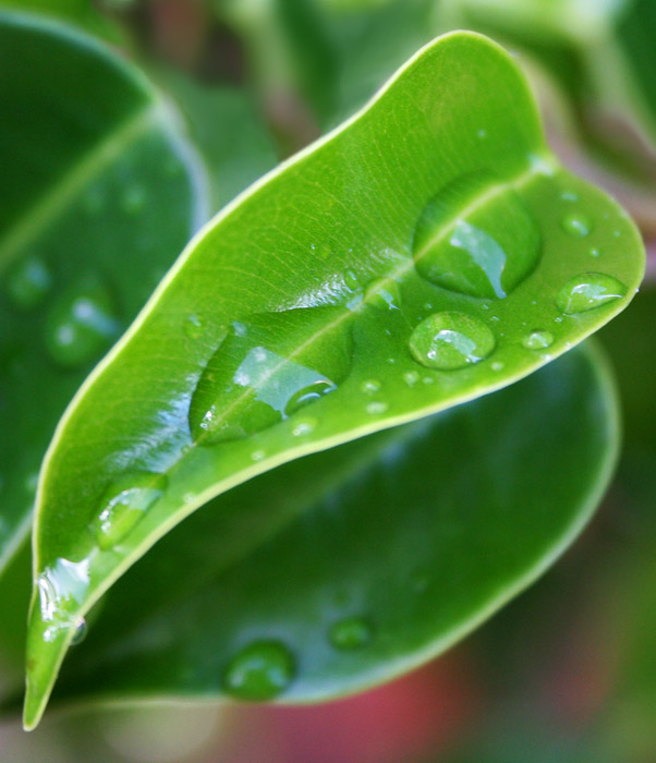Leaf wiv Wet