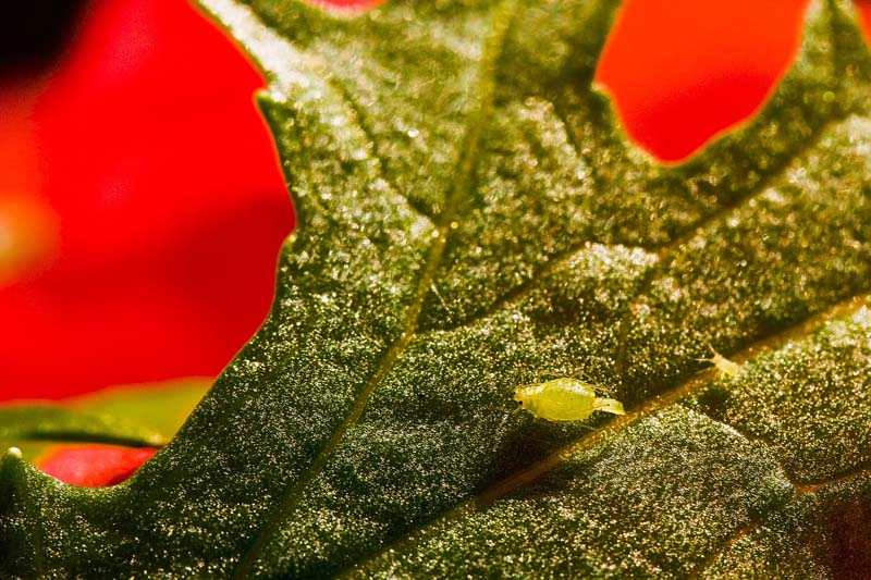 Aphid Nursery *