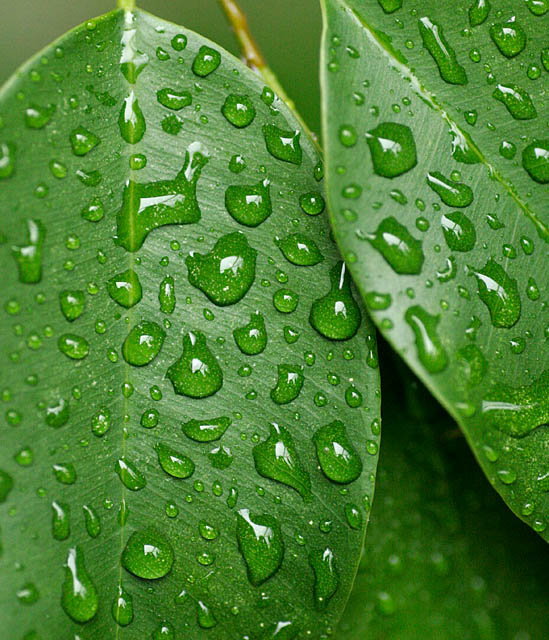 Rain Drops