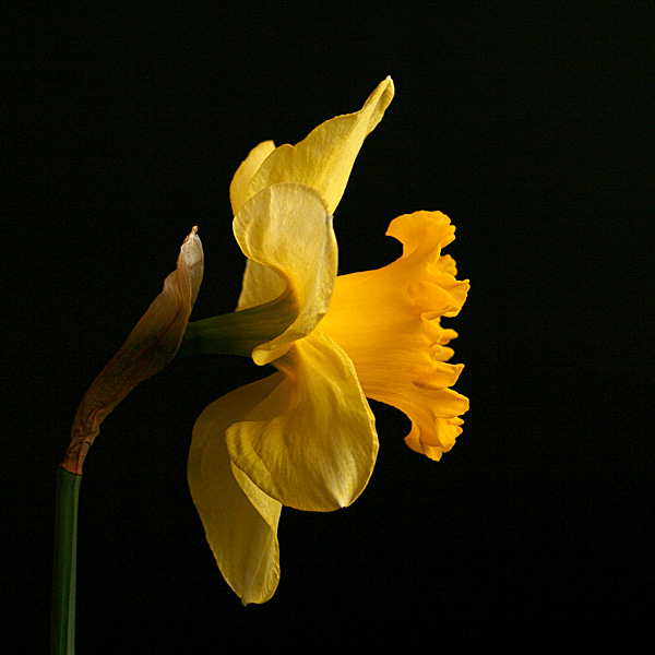 First Daffodil