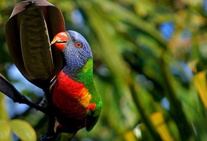 Lorikeet *