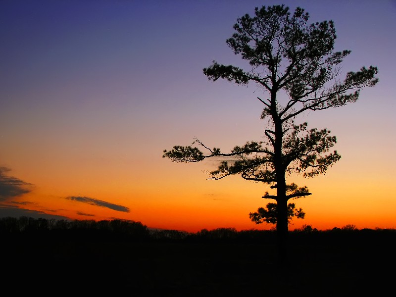 Solitude *