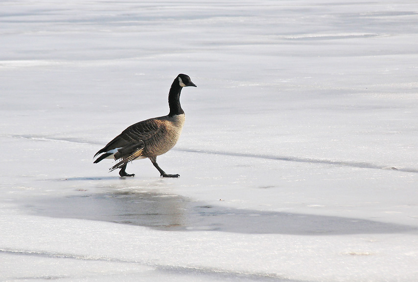 Cold goose  *