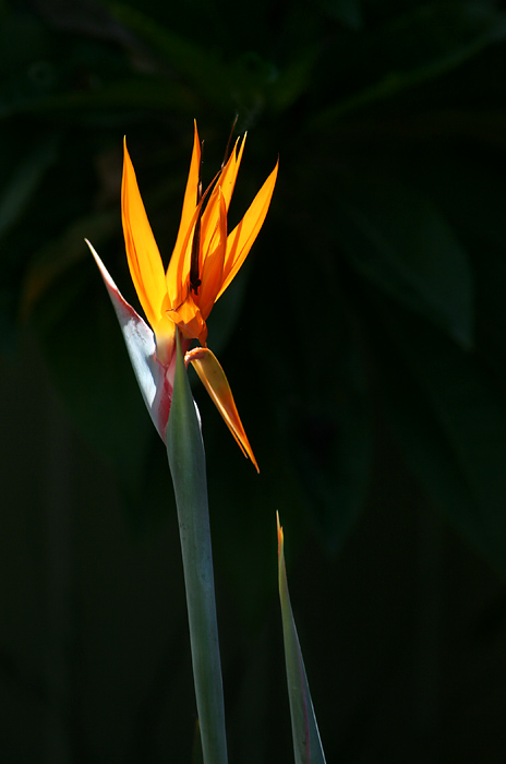 Bird of Paradise *