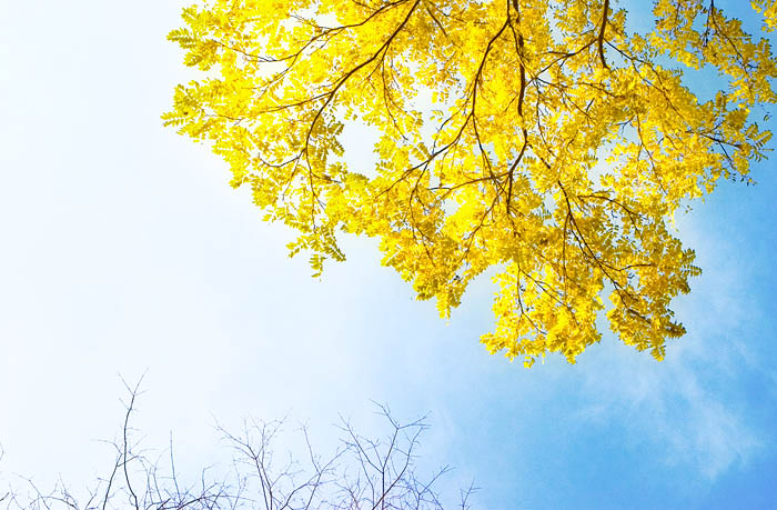 Skyward