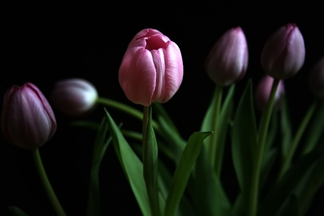 Pink Tulip * 6th by Mary Anne