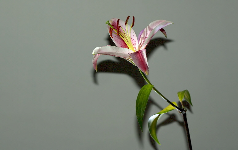 Just a lily *