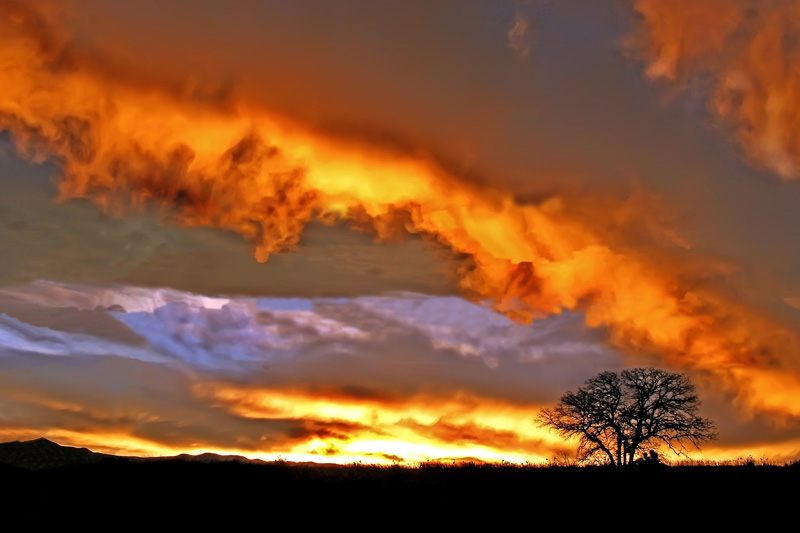 TREE at Sunset *