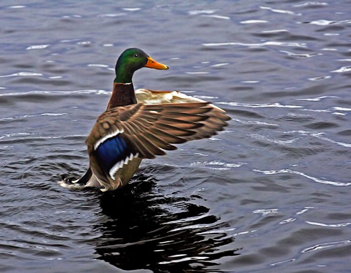 Maestro Mallard V3