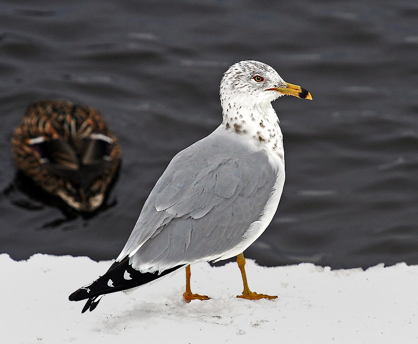 Ring Billed Gull V2