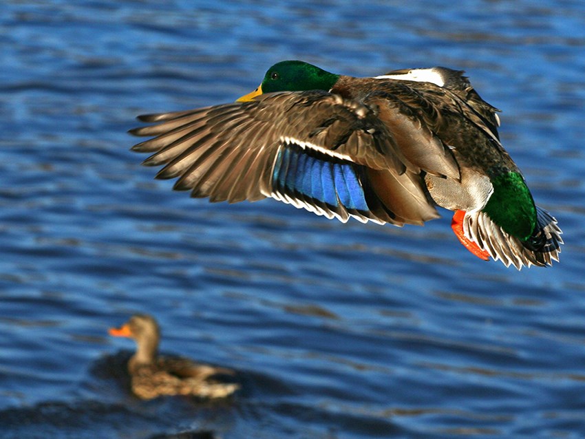 Coming in for a landing!