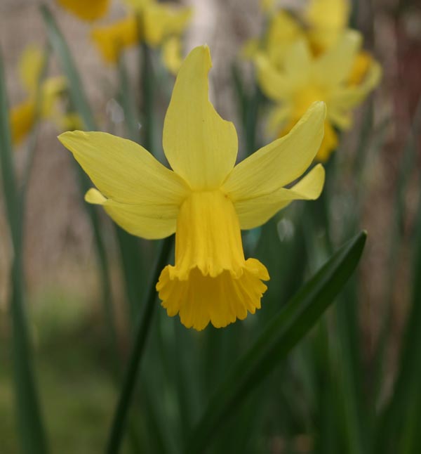Daff