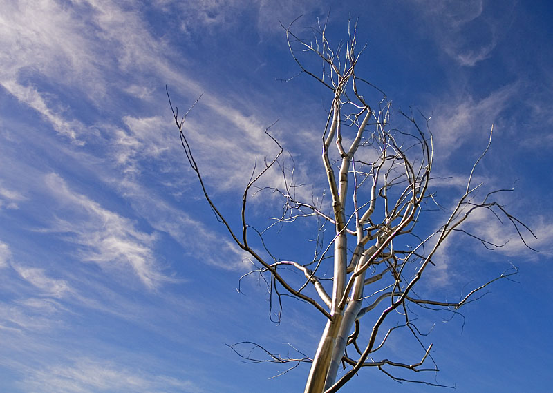 Stainless Steel Magnolia*