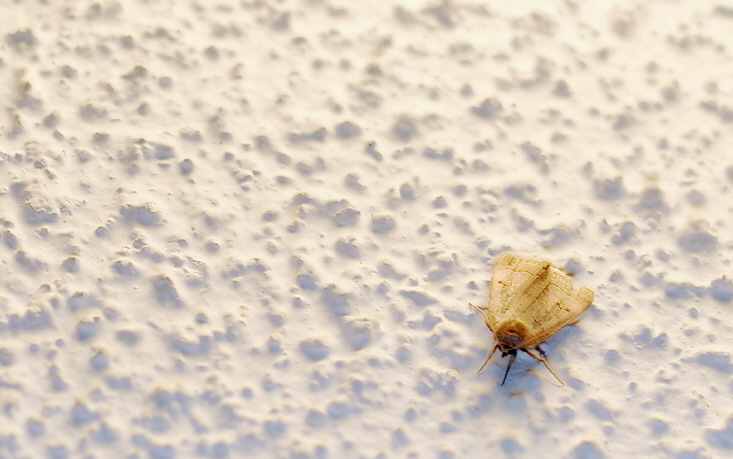 early moth *