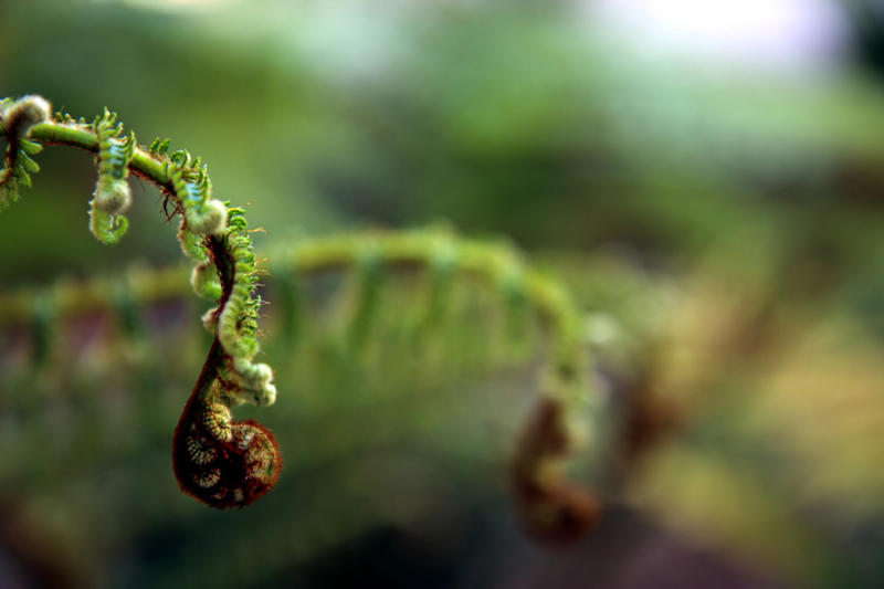 ferns 2.0*