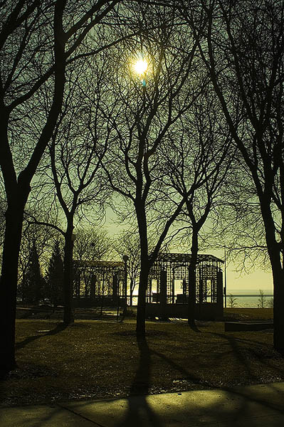 Tree Shadows*