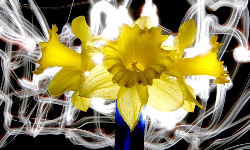 Going daffy * 9th by Bill Warren