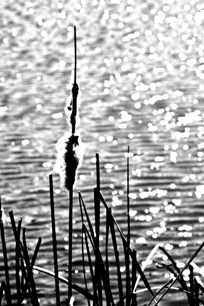Cattail