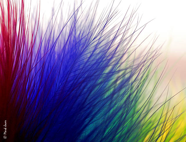 Feathered Two