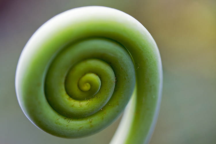 New growth*