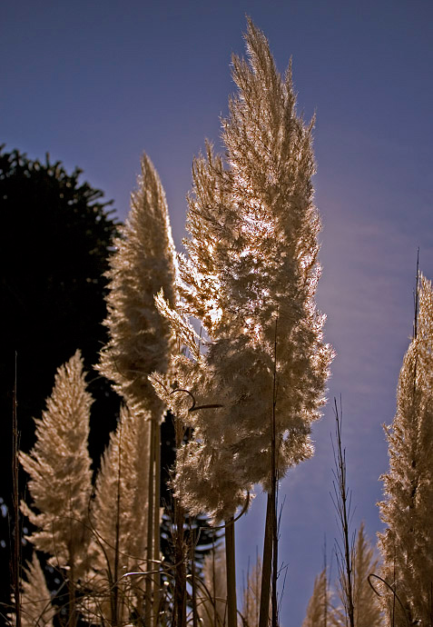 <b>5th:</b> Pampas Grass by Brent