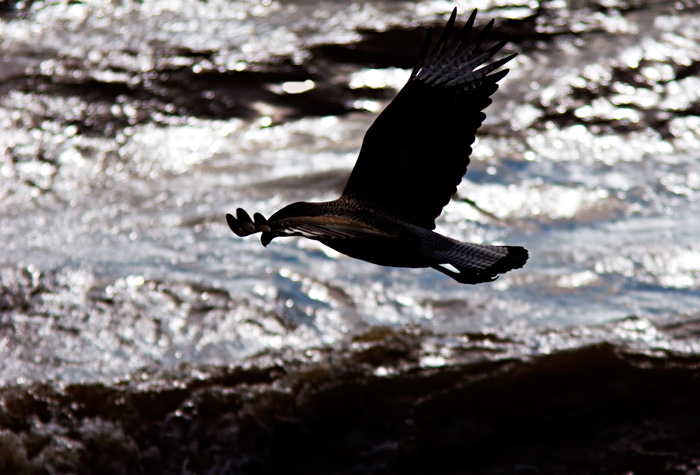 Low Flight *
