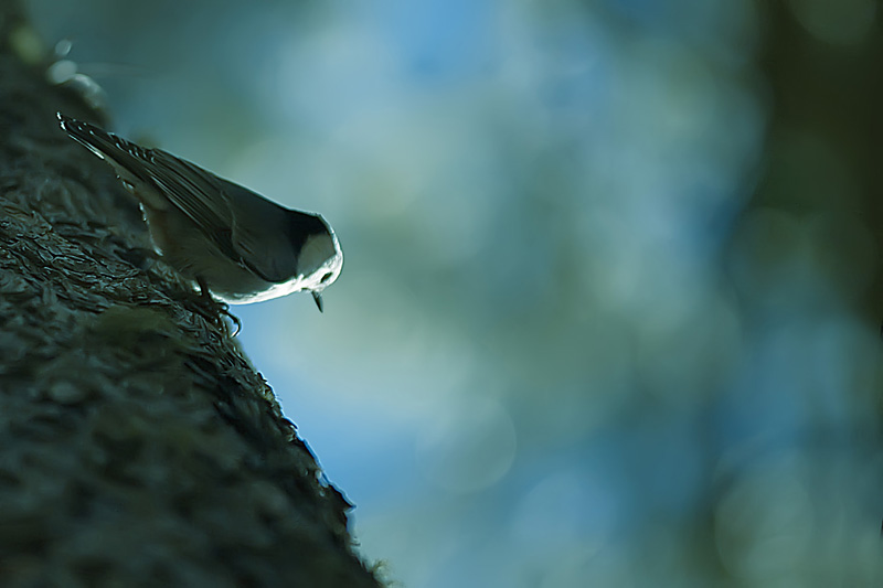 White Breasted Nuthatch *