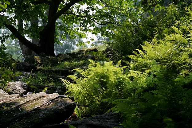 Ferns *