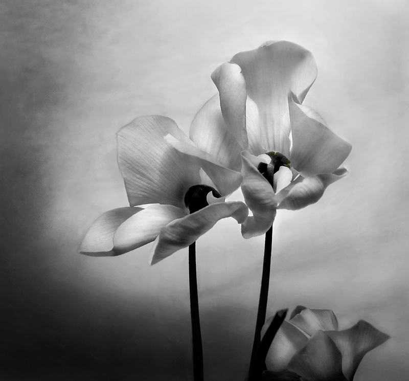 Radiance *