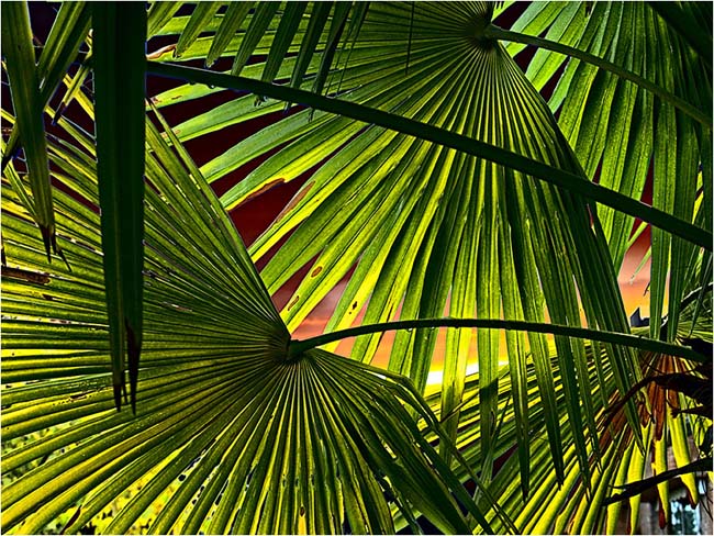 Trachycarpus *