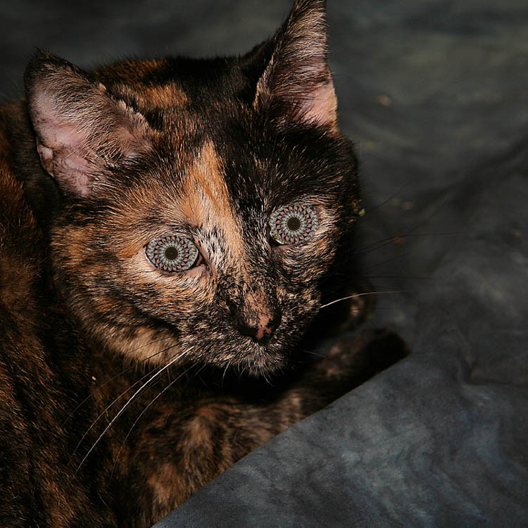 The Cat with Kaleidoscope Eyes  *