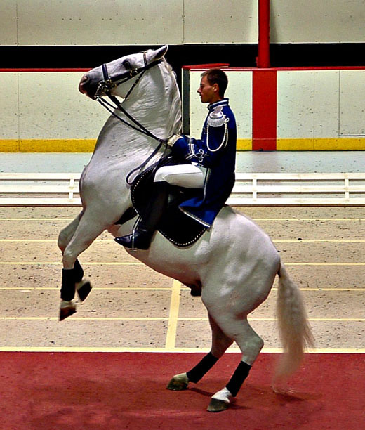 <b>9th: </b>...Henry the Horse Dances the Waltz by CJ in CA