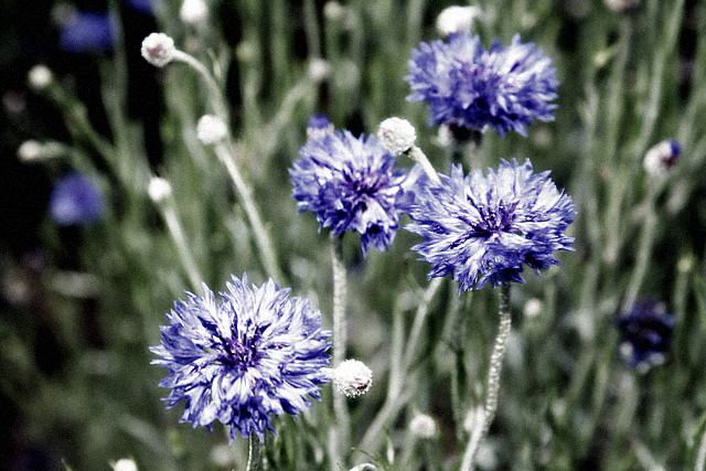 as you drift past the flowers