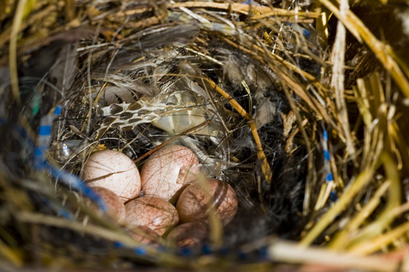 House Wren Eggs *