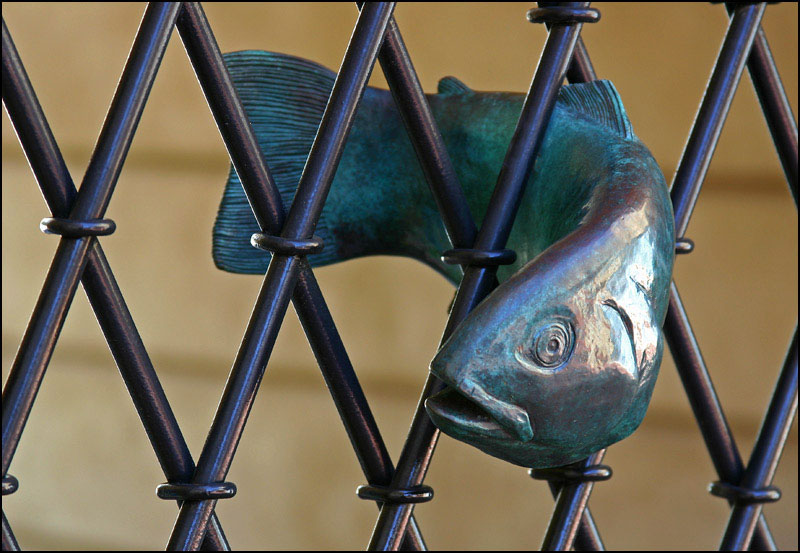 Catch of the Day *