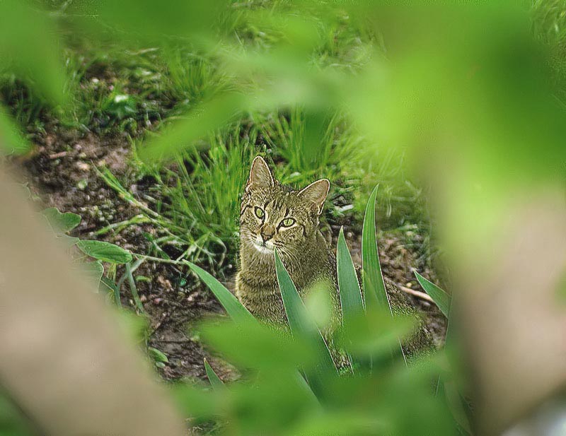 Peek a boo cat..