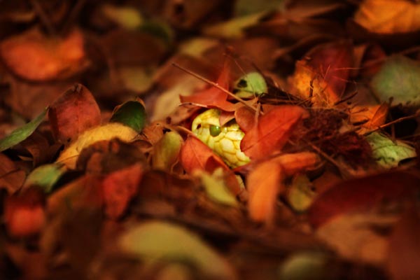 Framed with Leaves*