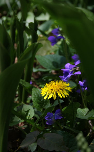 Dandy *