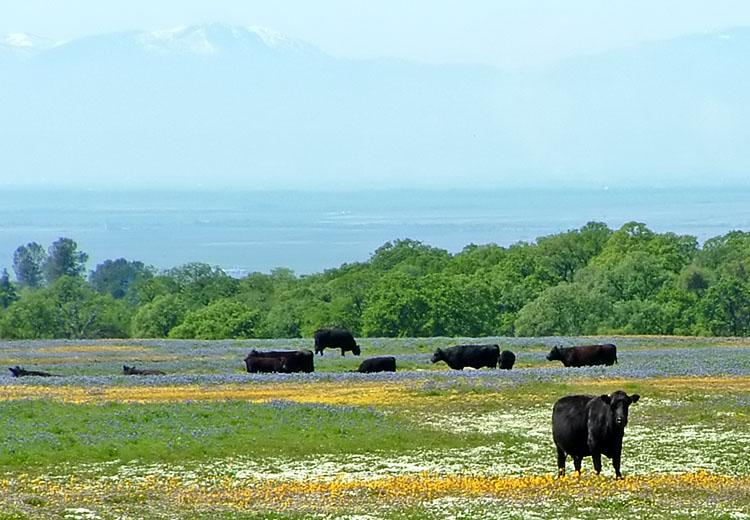 Moo