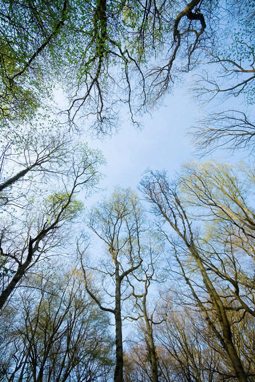 Canopy *