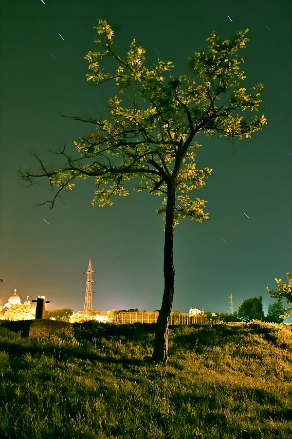 wires wiv tree II*