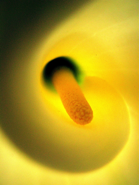 Cosmic Worm Hole