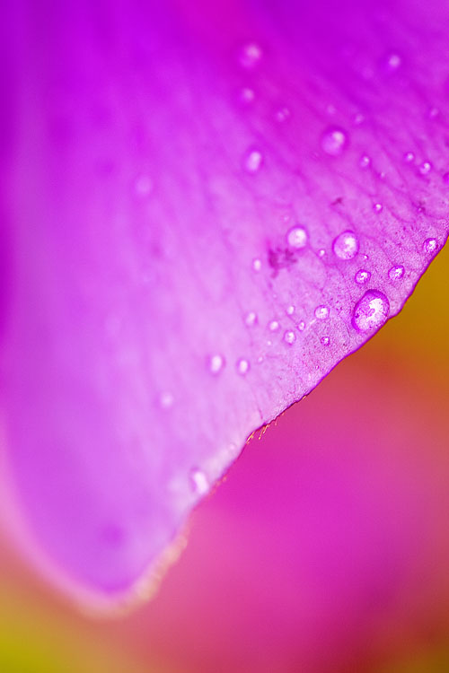 Pink Petal*
